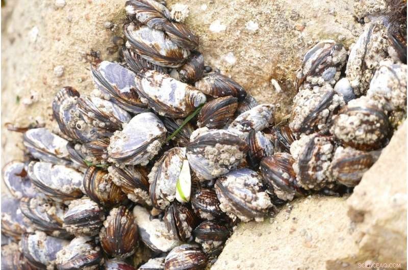 Baltic Clams and Worms Emit Greenhouse Gases Equivalent to 20,000 Dairy Cows