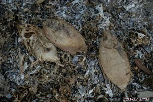 Global Carbon Emissions Surge Linked to El Niño: A Deep Dive