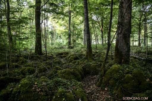 Global Carbon Emissions Surge Linked to El Niño: A Deep Dive