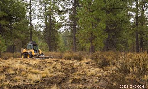 The Forest Management Project Saves Homes from Fires – Is the Success Replicable?