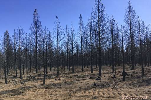 The Forest Management Project Saves Homes from Fires – Is the Success Replicable?