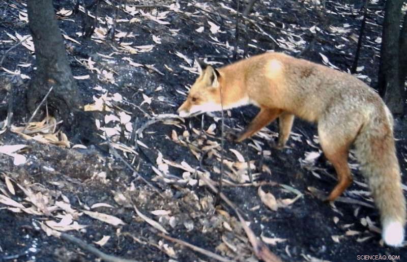 Study Reveals Surge in Feral Predators After Fires Threaten Australian Native Species