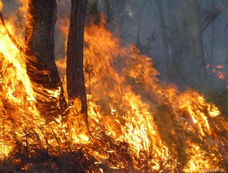 Study Reveals Surge in Feral Predators After Fires Threaten Australian Native Species