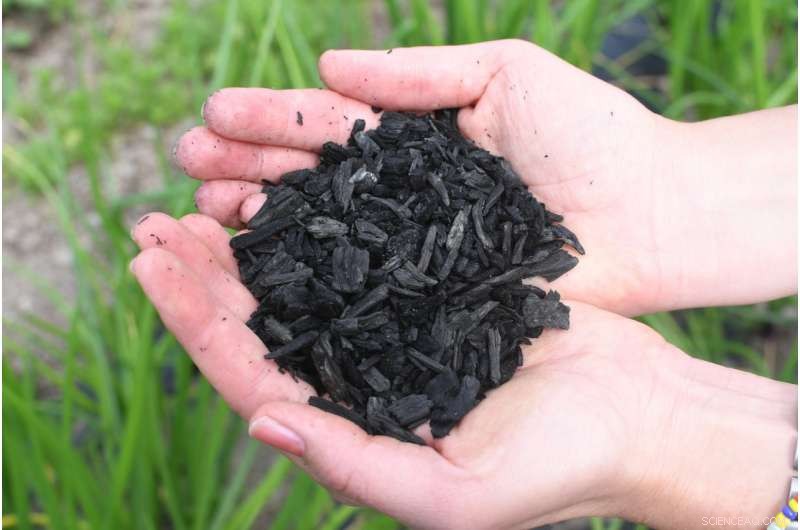 Innovative Biochar Strategy Sequesters CO₂ While Enhancing Soil Health