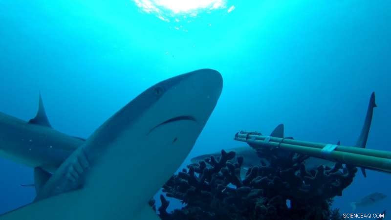 Humans: Unexpected Challenges Facing Reef Sharks
