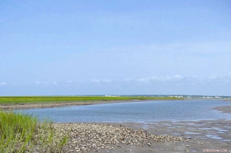 Research Highlights Oysters as Powerful Hotspots for Reducing Nutrient Pollution