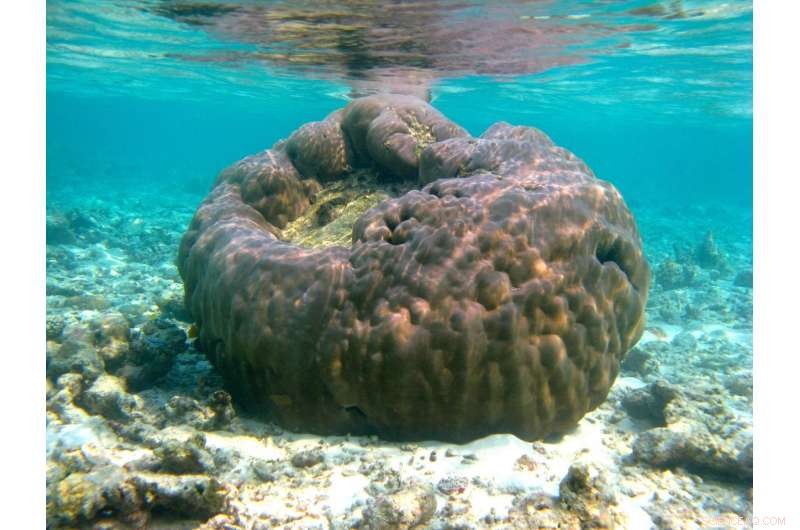 Mobile Corals Build New Reefs in Harsh Environments, Study Finds