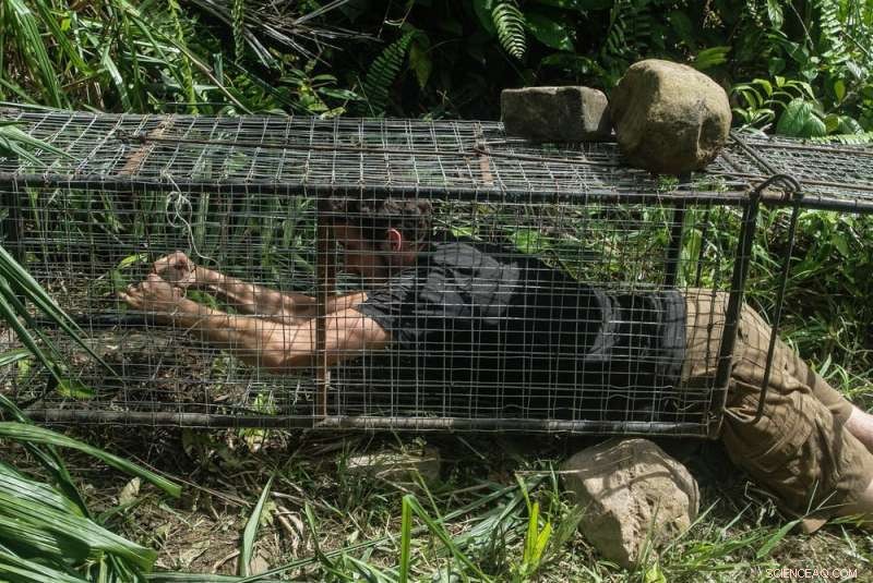 Thriving Giant Lizards on Borneo s Oil Palm Plantations