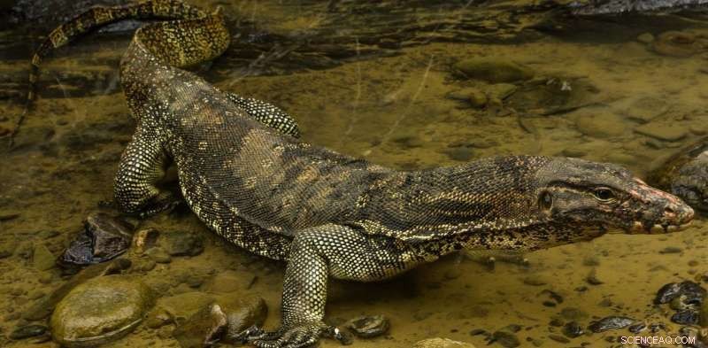 Thriving Giant Lizards on Borneo s Oil Palm Plantations