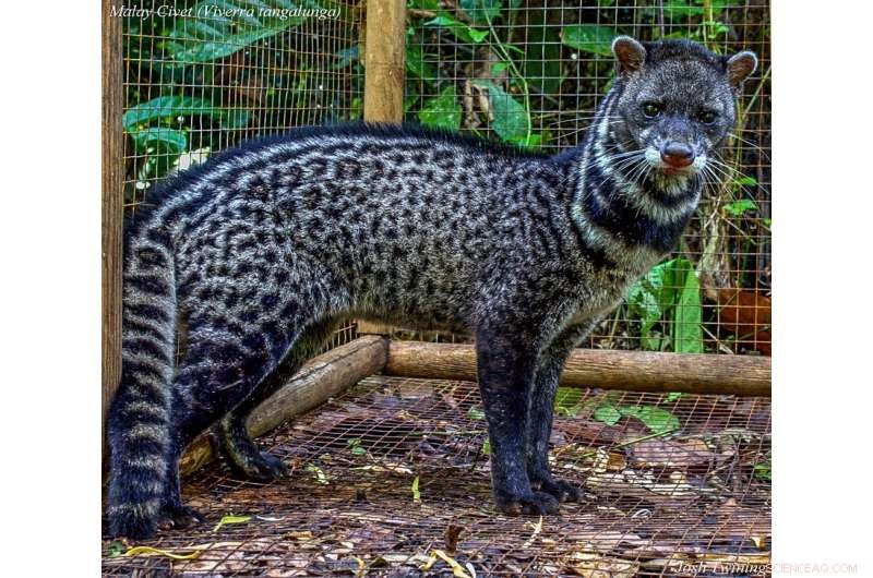 Thriving Giant Lizards on Borneo s Oil Palm Plantations