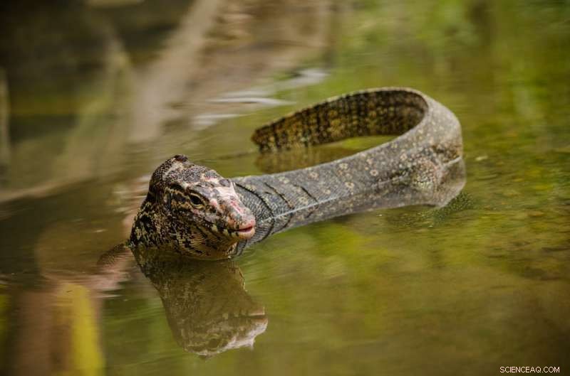 Thriving Giant Lizards on Borneo s Oil Palm Plantations