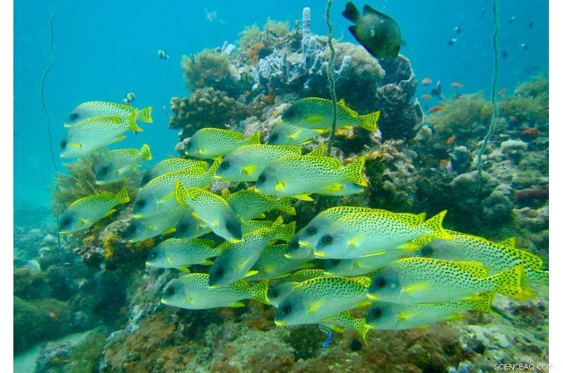 Maintaining Fish Biomass Is Crucial for Conserving Reef Fish Biodiversity
