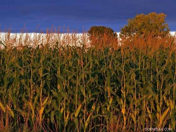 Cutting Food Waste Lowers Your Carbon Footprint