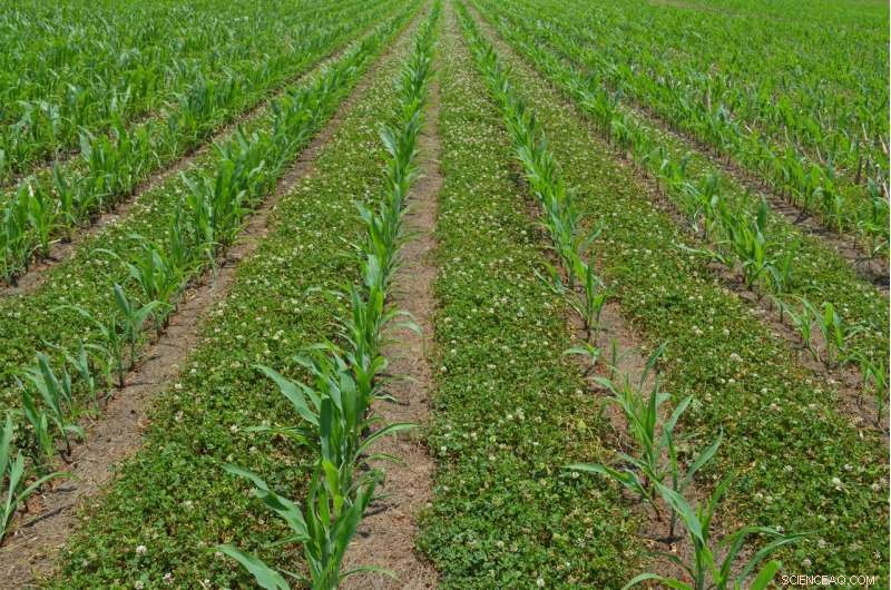 How Clover‑Corn Rotation Boosts Yield, Soil Health & Profitability