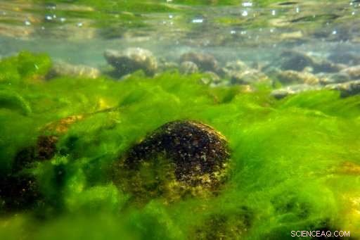 Scientists Warn: Lake Baikal Faces Critical Threat