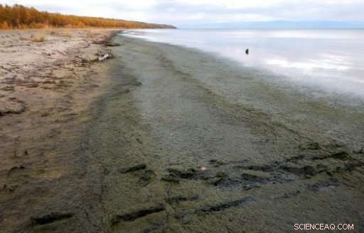 Scientists Warn: Lake Baikal Faces Critical Threat