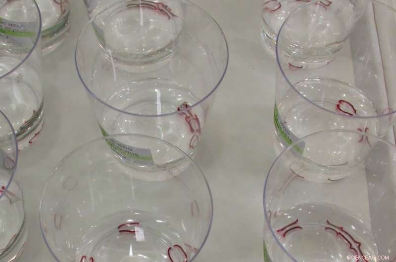 Assessing Environmental Impacts of Bacillus thuringiensis israelensis (Bti) in Mosquito Control