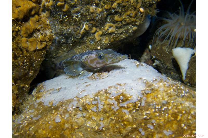 Climate Change Threatens Polar Fish: How Rising Temperatures Impact Antarctic Marine Life