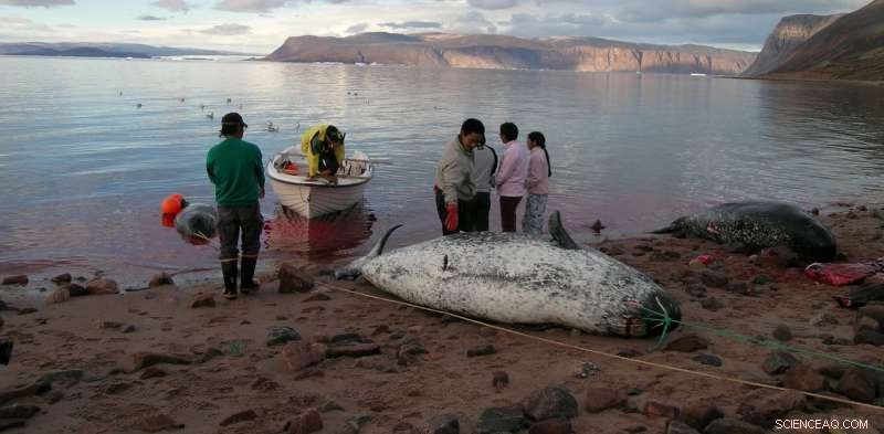Space Debris Threatens Inuit Food Security