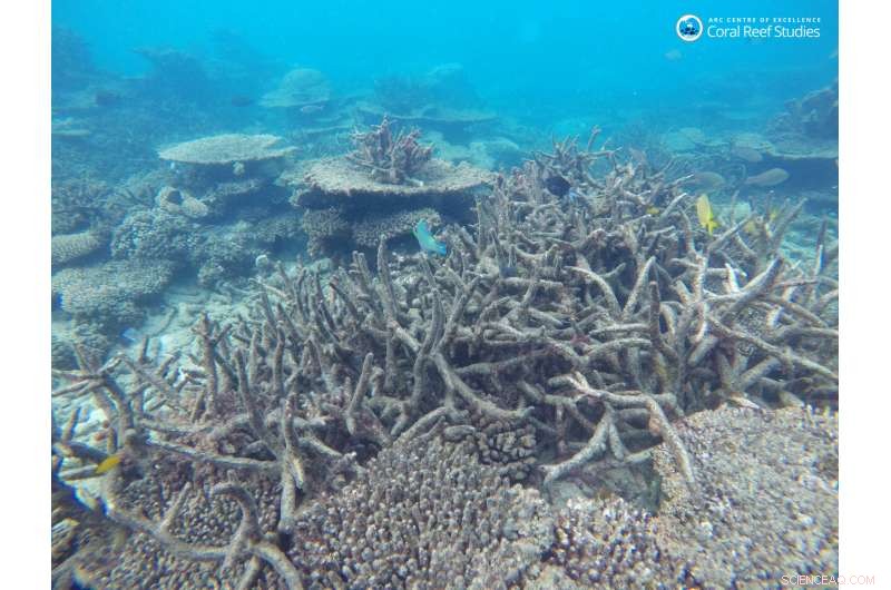 Marine Ecosystems Continue Thriving After a Catastrophic Mass Extinction