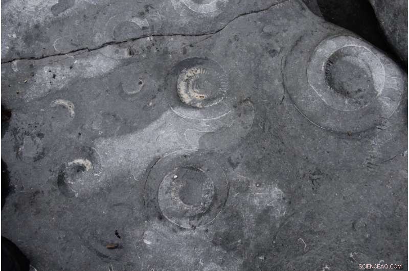 Marine Ecosystems Continue Thriving After a Catastrophic Mass Extinction