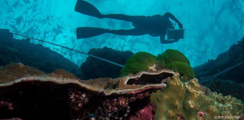 Citizen-Scientist Divers Reveal How Warming Oceans Threaten Marine Life