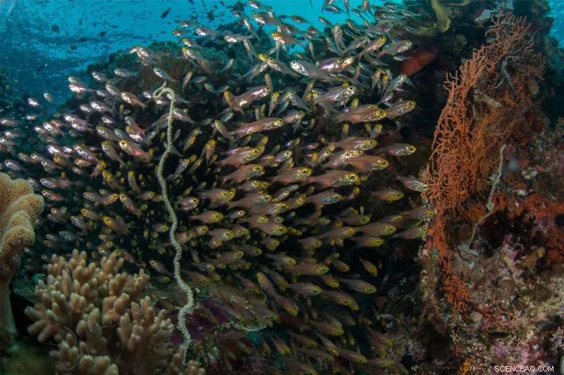 Citizen-Scientist Divers Reveal How Warming Oceans Threaten Marine Life