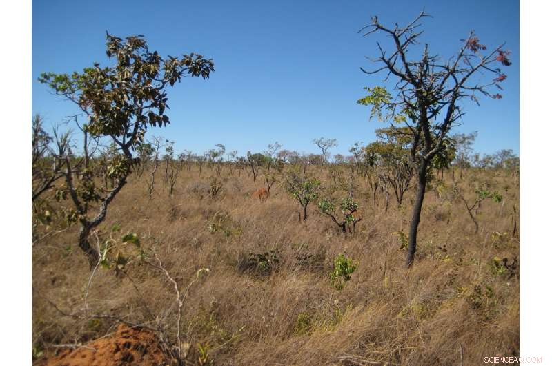 Shallow Soils Shape Savanna Landscapes in South America