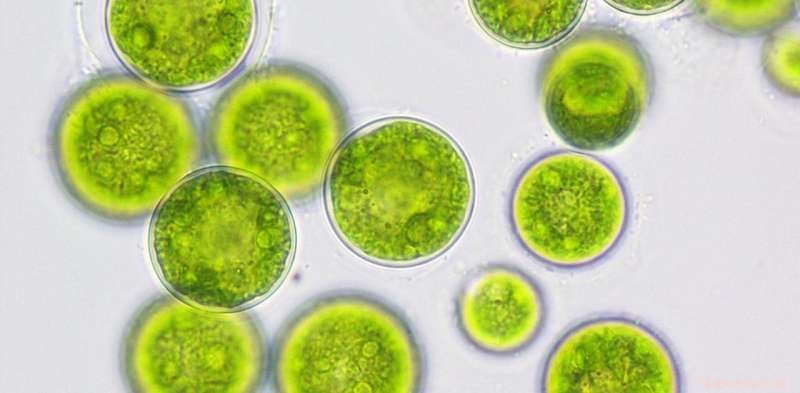 Harnessing Marine Algae to Alleviate Global Food Shortages