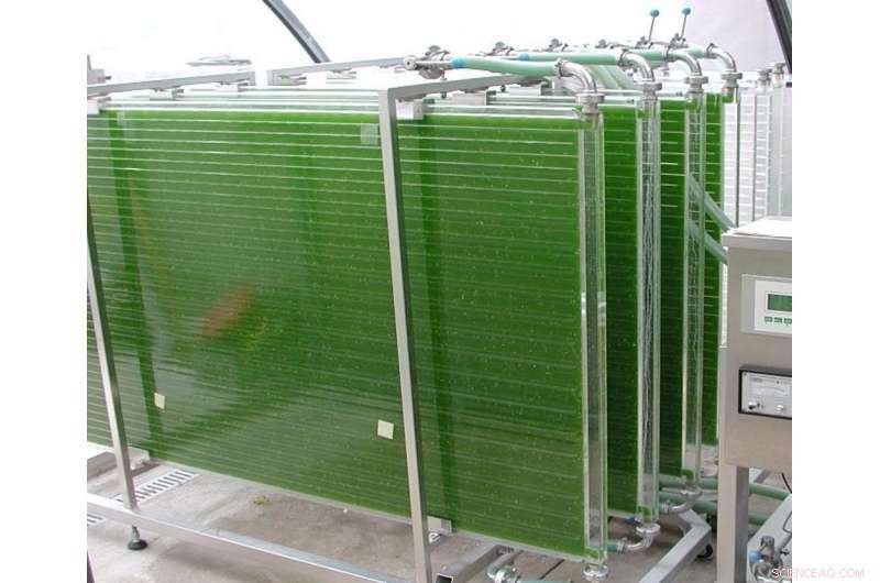 Harnessing Marine Algae to Alleviate Global Food Shortages