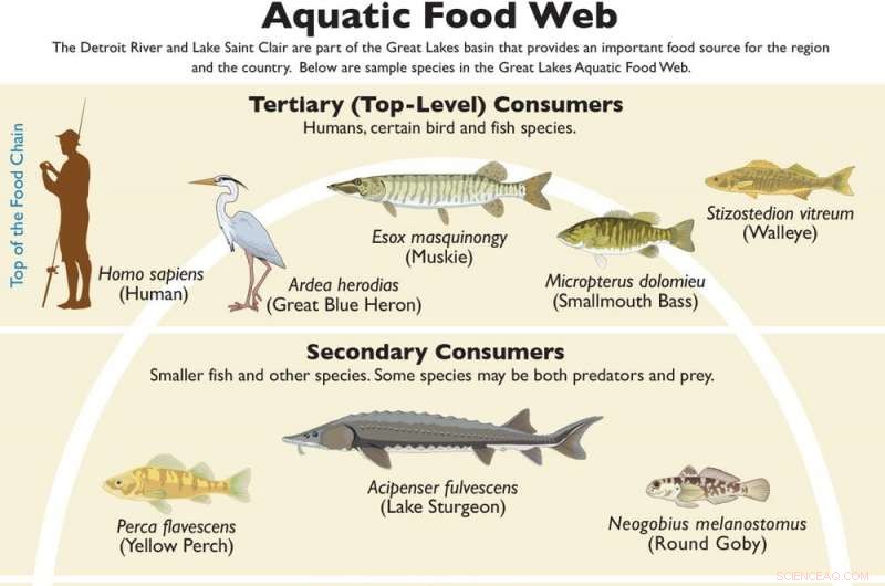 Harnessing Marine Algae to Alleviate Global Food Shortages