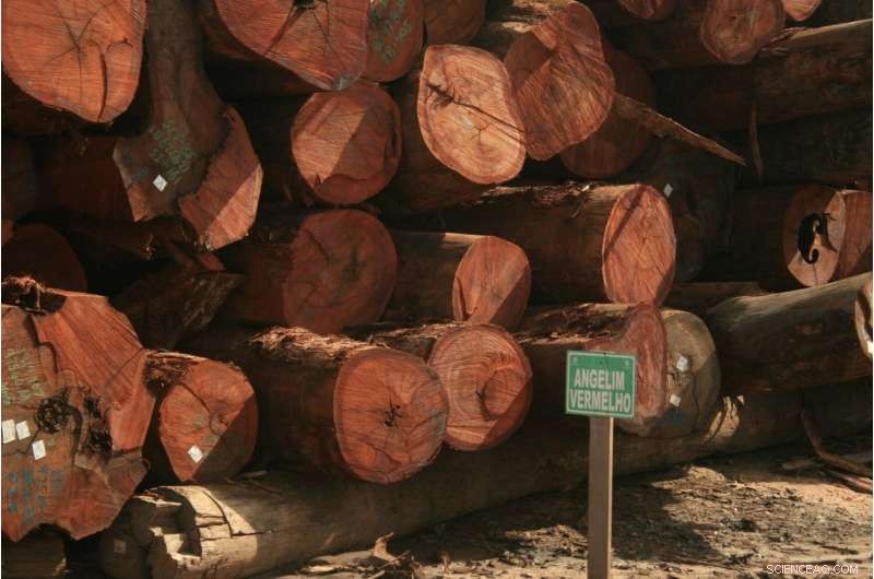 Reduced-Impact Logging Continues to Threaten Biodiversity in Tropical Rainforests