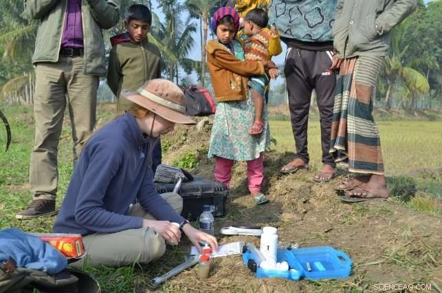 Arsenic in Bangladesh Groundwater Significantly Lowers Rice Yields, New Field Study Reveals