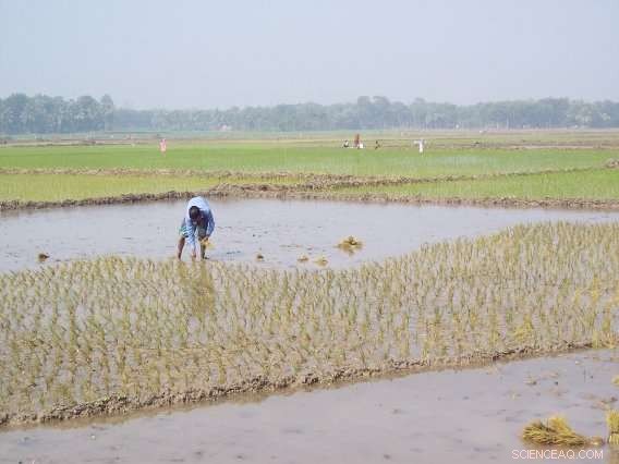Arsenic in Bangladesh Groundwater Significantly Lowers Rice Yields, New Field Study Reveals