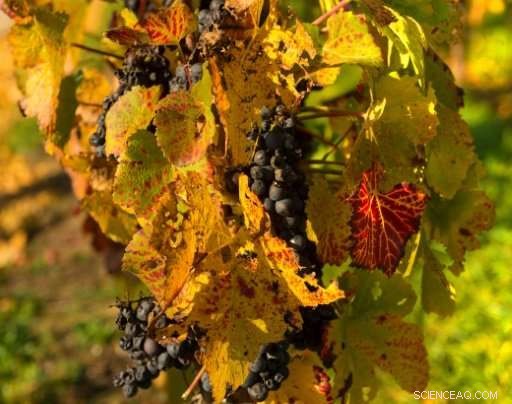 World Wine Production Falls to 50-Year Low, OIV Reports