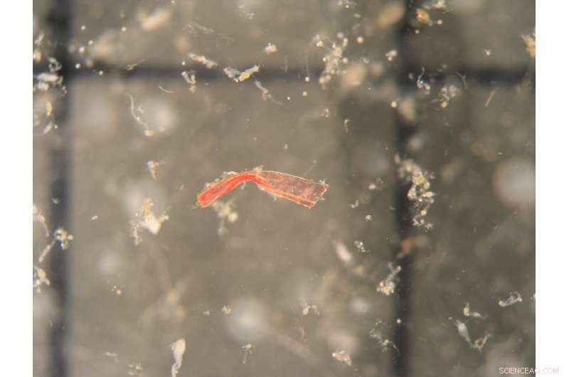 Baltic Sea Microplastics Levels Remain Unchanged Over Three Decades