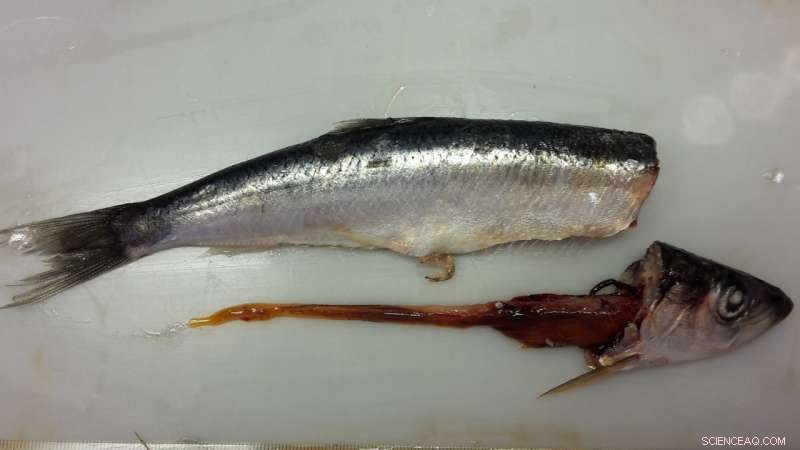 Baltic Sea Microplastics Levels Remain Unchanged Over Three Decades