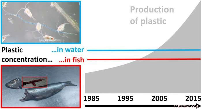 Baltic Sea Microplastics Levels Remain Unchanged Over Three Decades