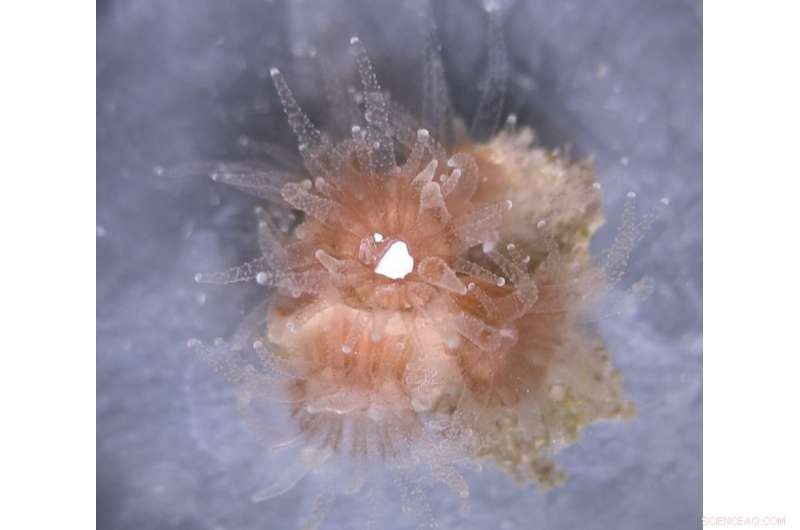 Corals Eat Plastic Because It Tastes Good, Not Because It Looks Like Food