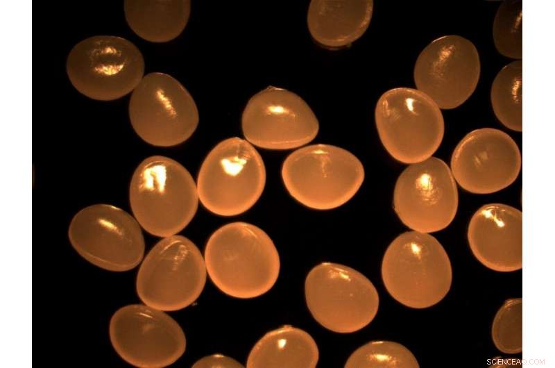 New Research Aims to Measure Microplastic Contamination in U.S. Water Treatment Plants