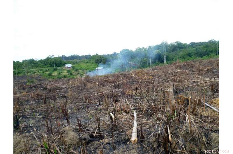 Palm Oil Deforestation Drives Rising Temperatures in Indonesia