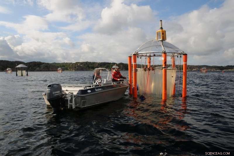 Ocean Acidification Studies Strengthen the Urgency to Limit Climate Change