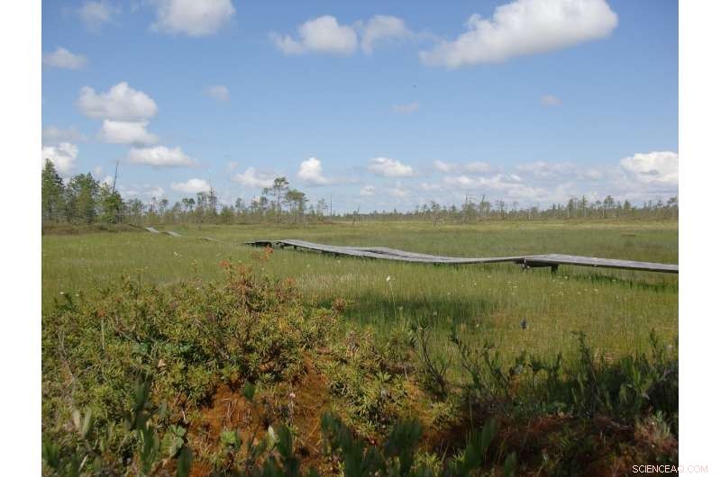 Peat Bogs: Resilient Ecosystems That Thrive Despite Low Biodiversity