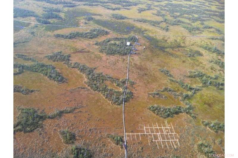 Peat Bogs: Resilient Ecosystems That Thrive Despite Low Biodiversity
