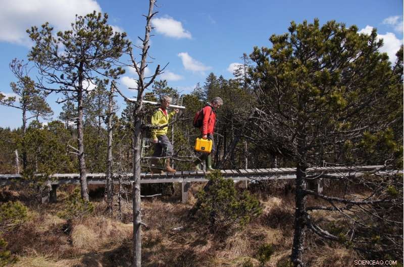Peat Bogs: Resilient Ecosystems That Thrive Despite Low Biodiversity