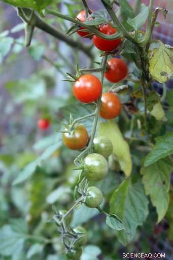 Science Reveals: Jack Frost Is Arriving Later Than Ever