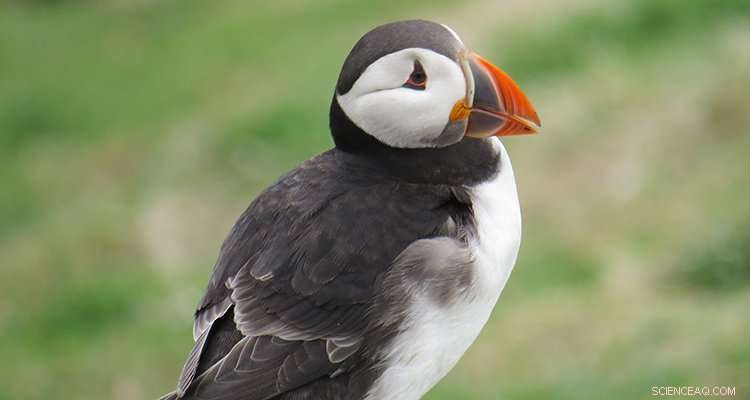 Scientists Reveal a Brighter Future for Puffins on Scotland s Isle of May