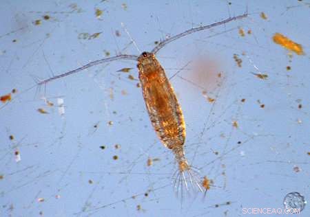 Advanced Model Pinpoints Oceanic Biological Hotspots for Conservation