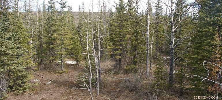 Advanced Early Warning System Aims to Stop Human‑Caused Spring Wildfires