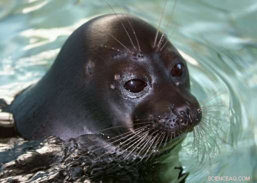 Alarming Deaths of Baikal Seals Prompt Investigation in Russia s Lake Baikal